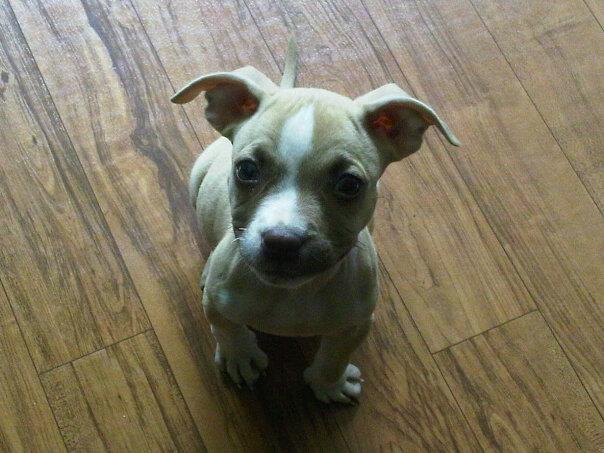 File:APBT puppy, Ratchet.jpg