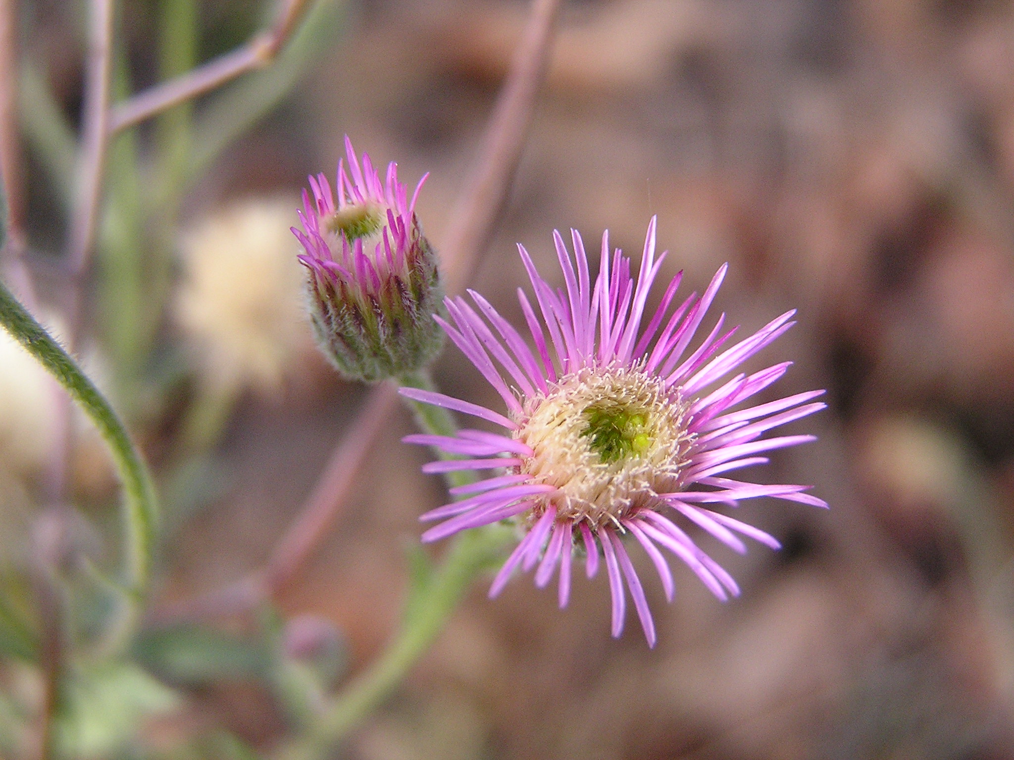 Астровые. Compositae (Asteraceae) - Сложноцветные. Астровые (Asteraceae). Asteraceae Erigeron. Астровые трубкоцветные.