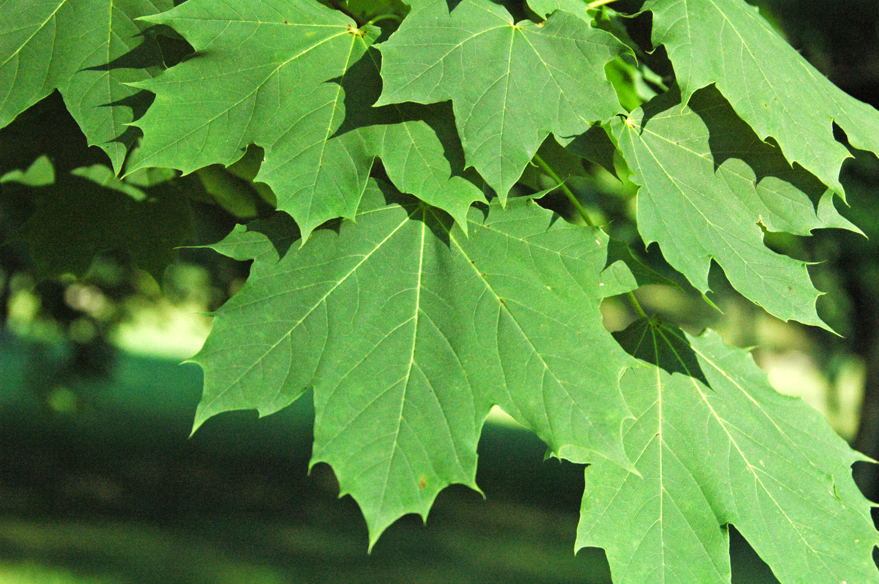 Клен цветковое. Клен остролистный Колумнаре. Acer platanoides 'Columnare'. Клен Эмеральд Квин. Клен остролистный габитус.