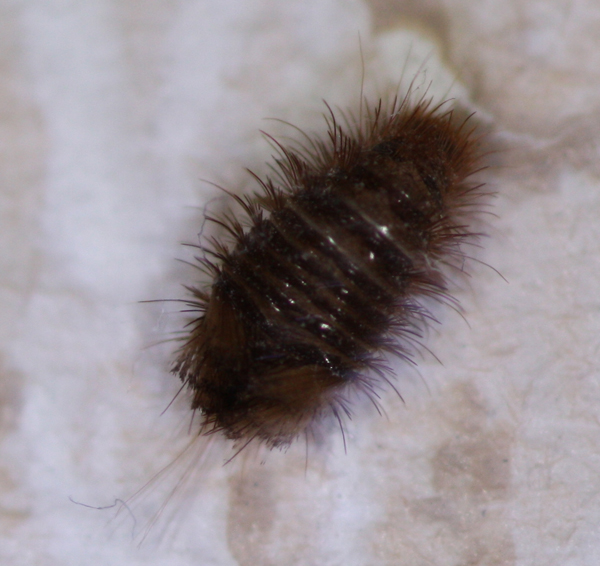 Varied Carpet Beetle: Most Up-to-Date Encyclopedia, News & Reviews