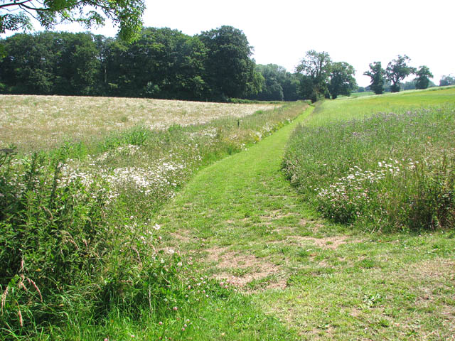 File:Approach to Wood Field Plantation - geograph.org.uk - 1378712.jpg