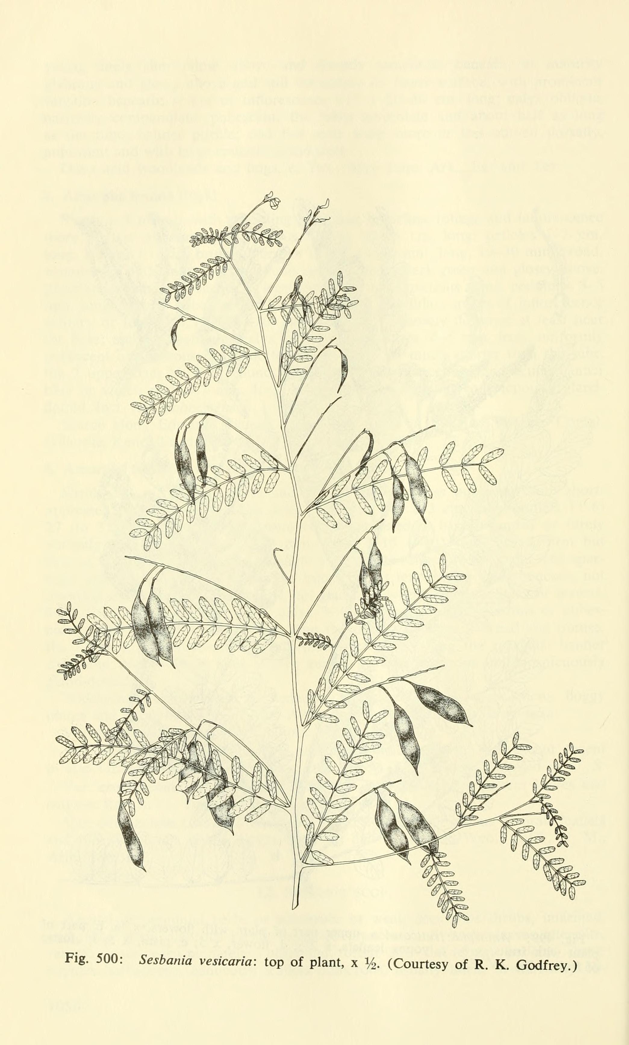 Saxicolella Engl. | Plants of the World Online | Kew Science