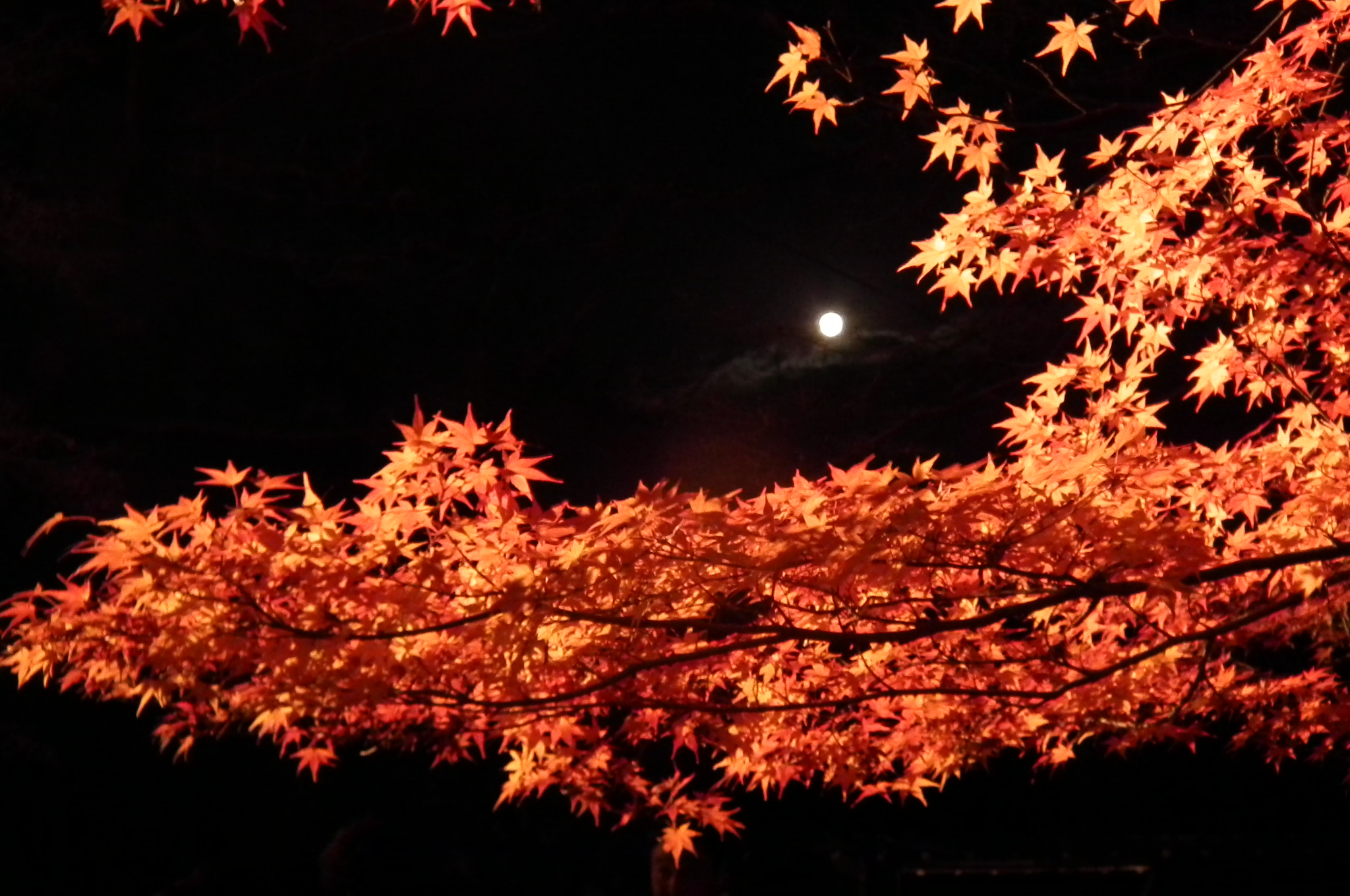 File Arashiyama Hanatōro Nison In 嵐山花灯路 二尊院紅葉と月dscf5362 Jpg 維基百科 自由嘅百科全書