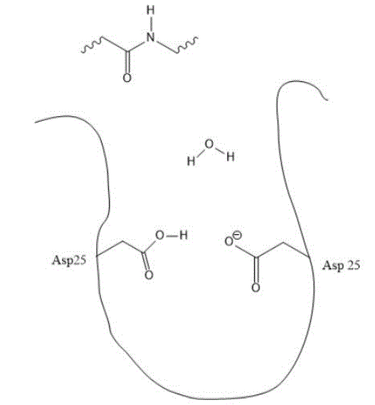 File:Aspartyl Protease Active Site.gif