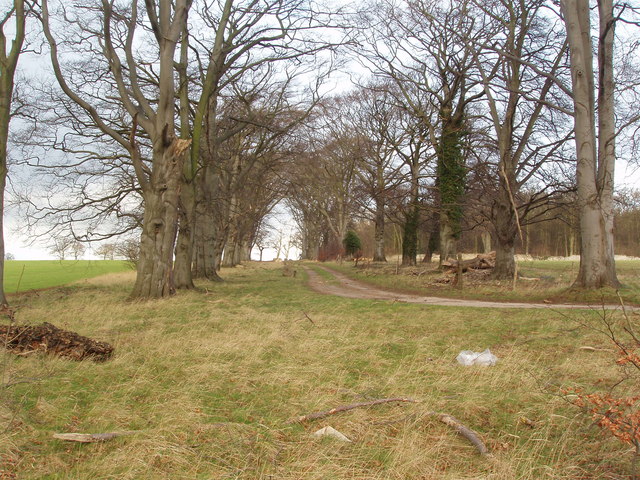 File:Avenue of Trees, Grange Moor near Wetherby - geograph.org.uk - 325521.jpg