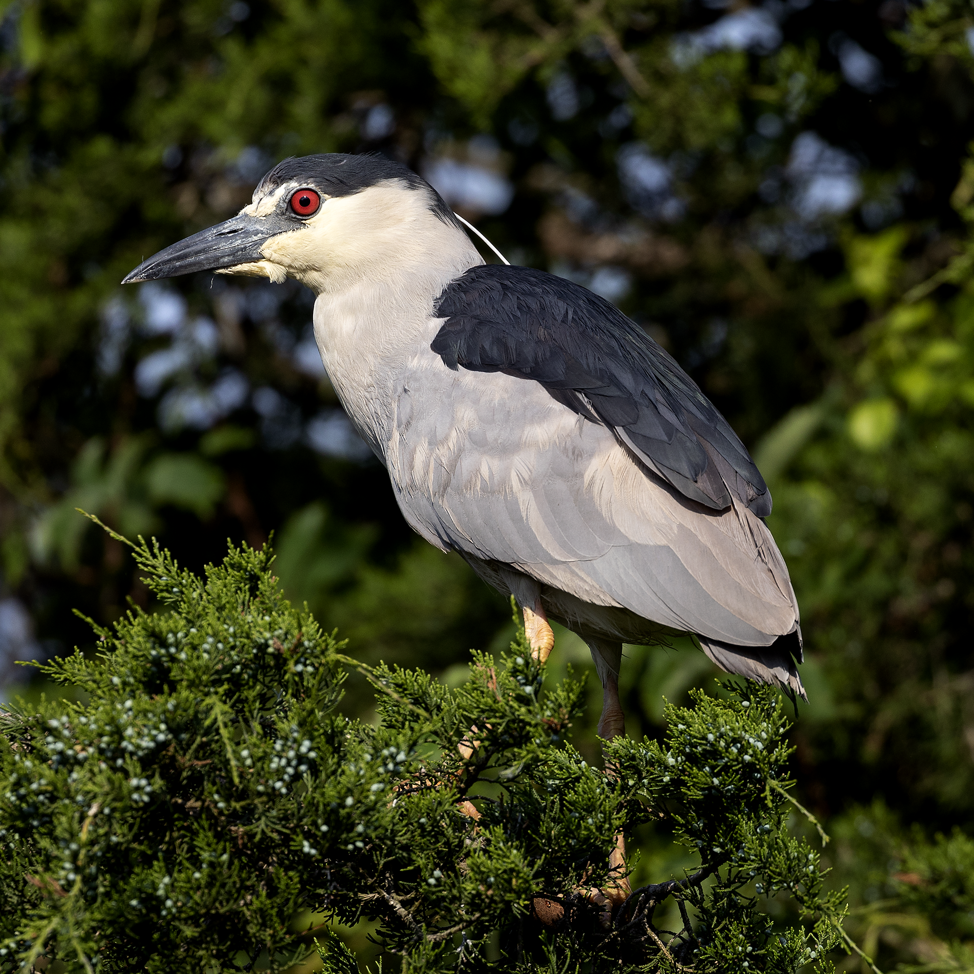 Black-crowned night heron - Wikipedia