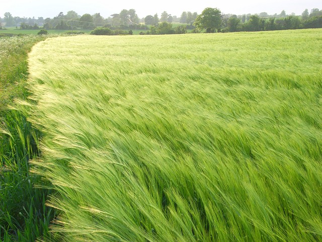 File:Barley, Bothampstead - geograph.org.uk - 809897.jpg