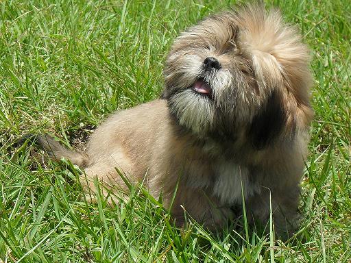 File:Bearded Lion Dog.jpg