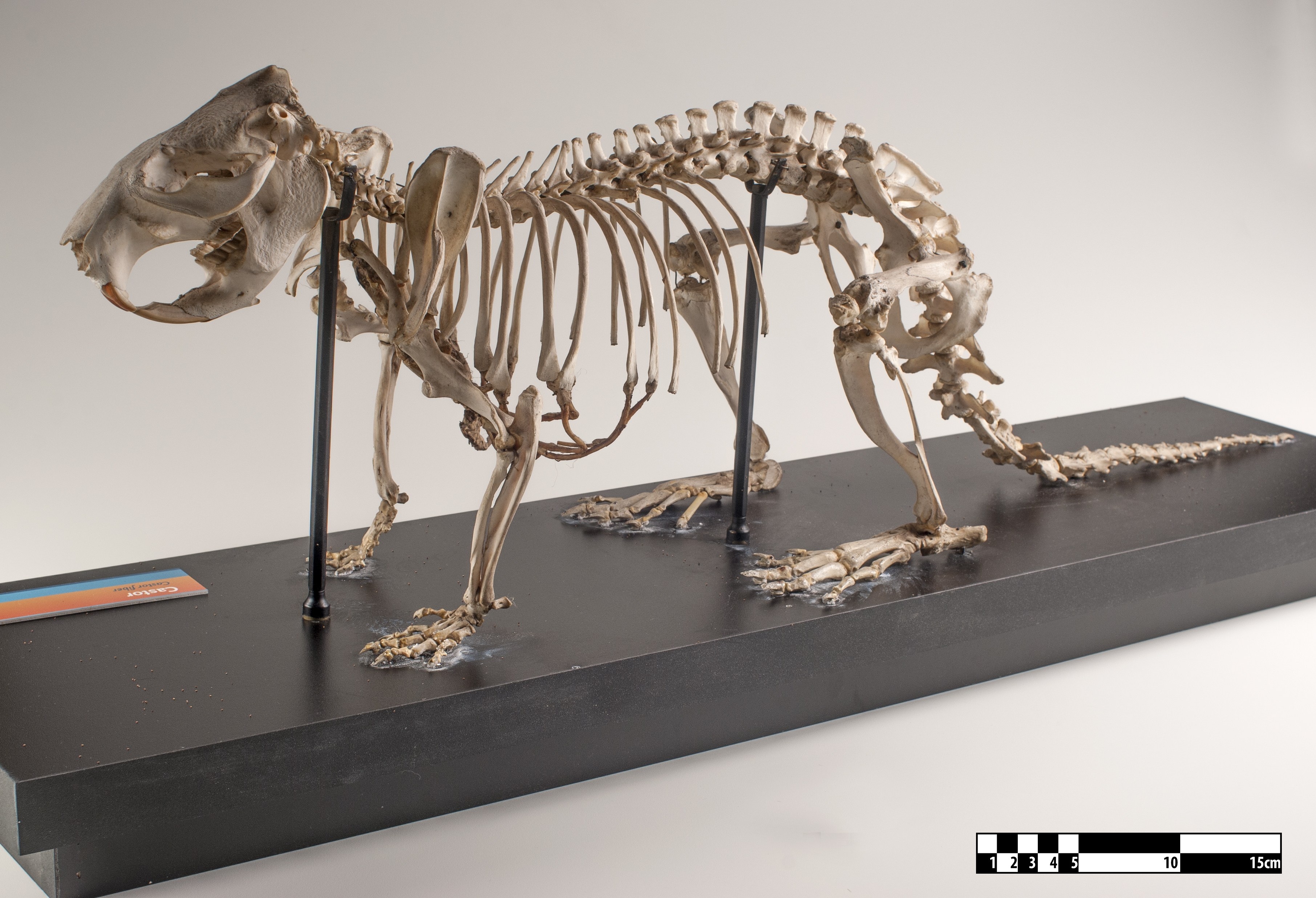 beaver skeleton