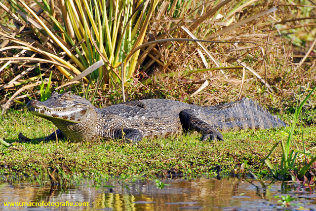 File:Black caiman Macrofotografie 2.jpg