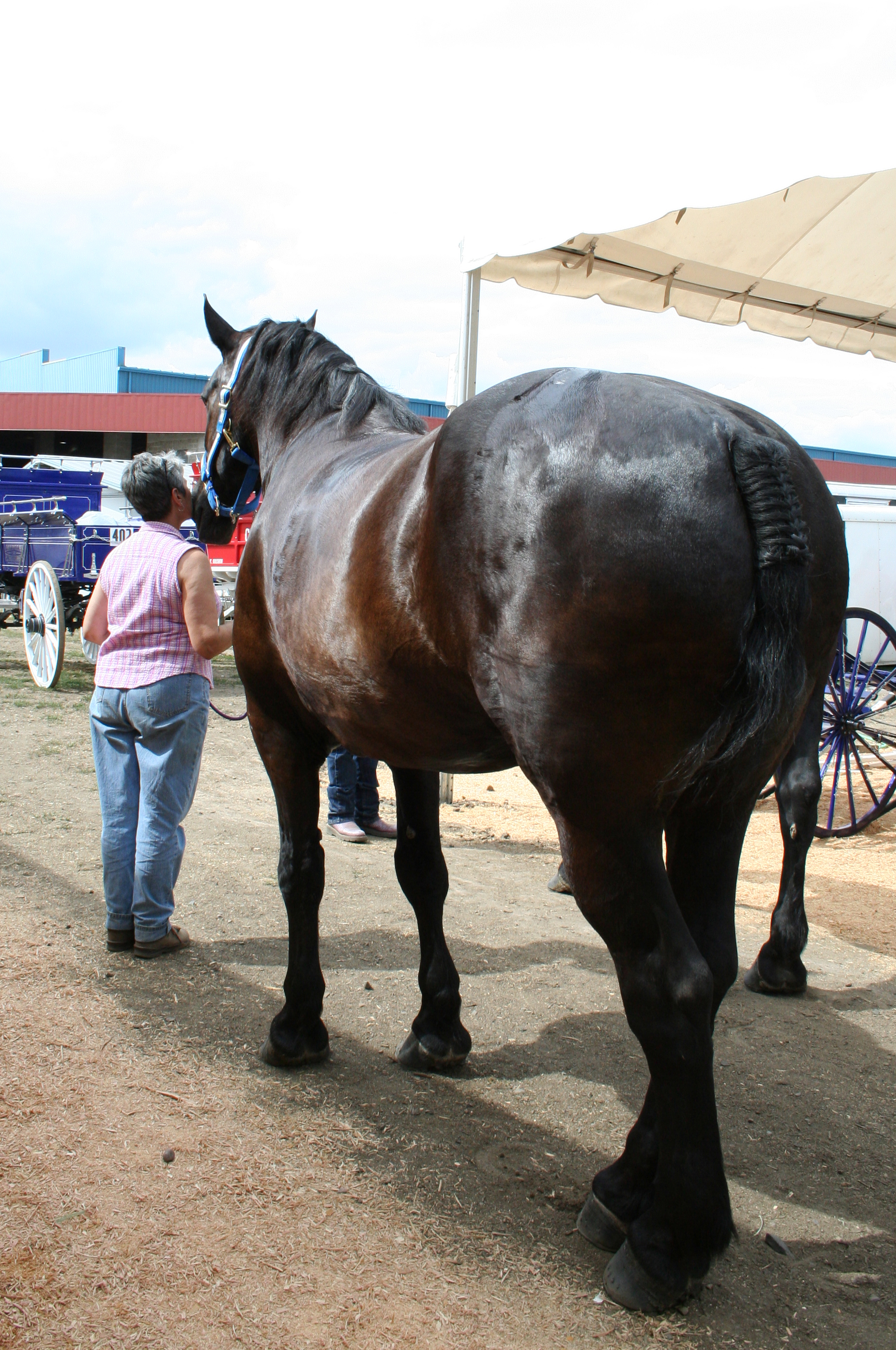 black draft horse breeds