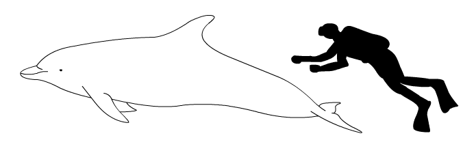 File:Bottlenose dolphin size.png