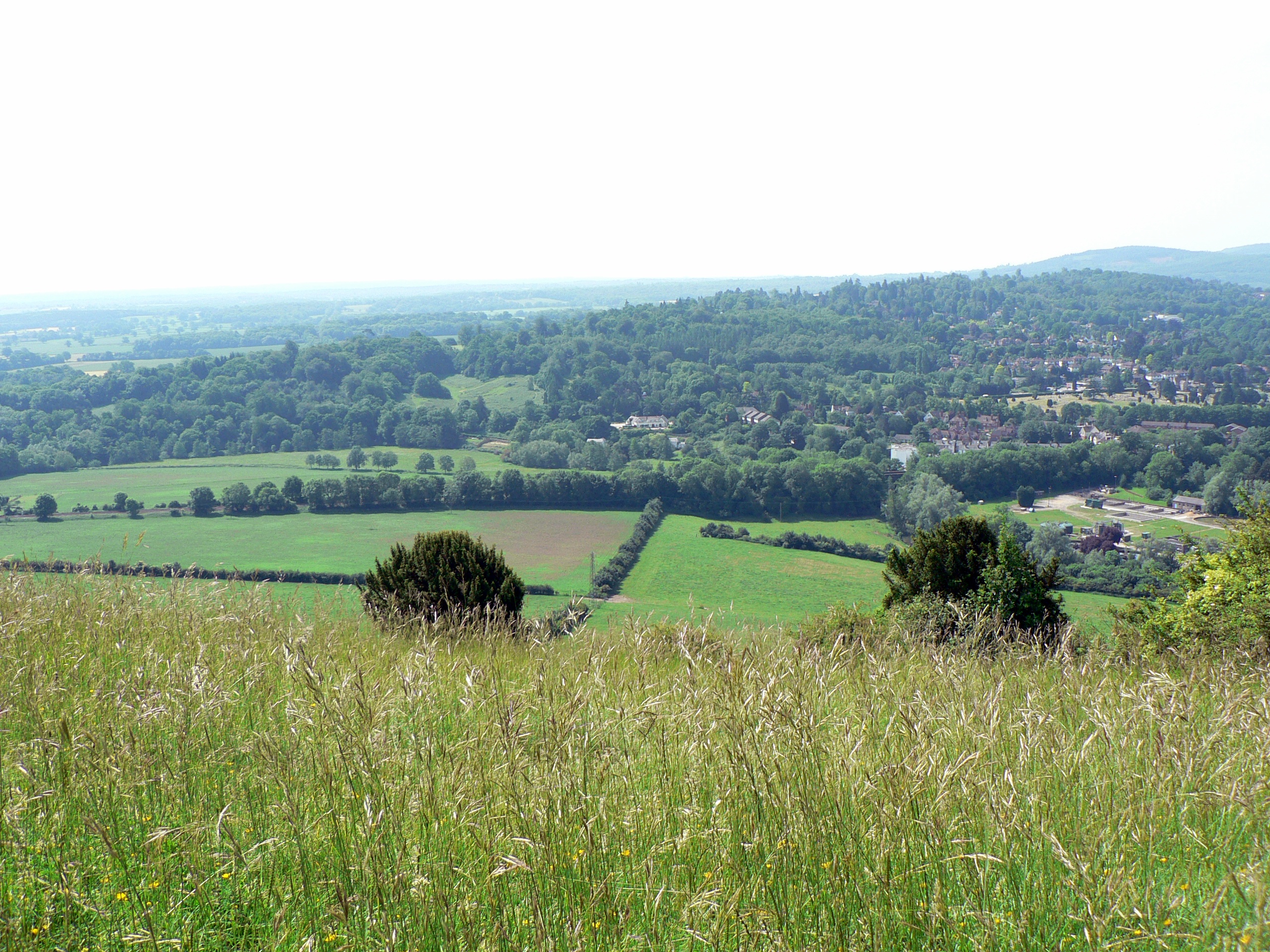 Surrey countryside