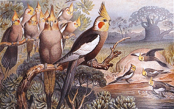 File:Brehms Tierleben Cockatiels.jpg