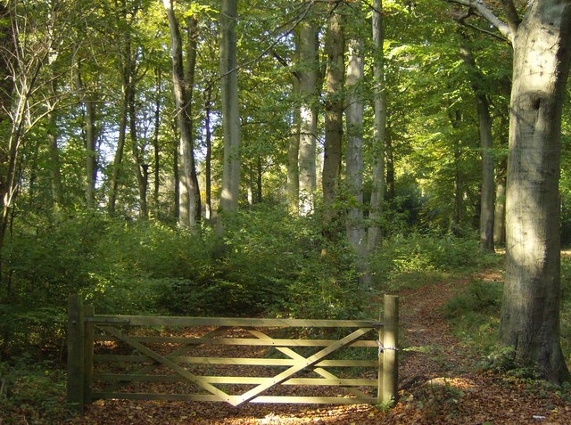 Bridleway through Bensgrove Wood - geograph.org.uk - 590517