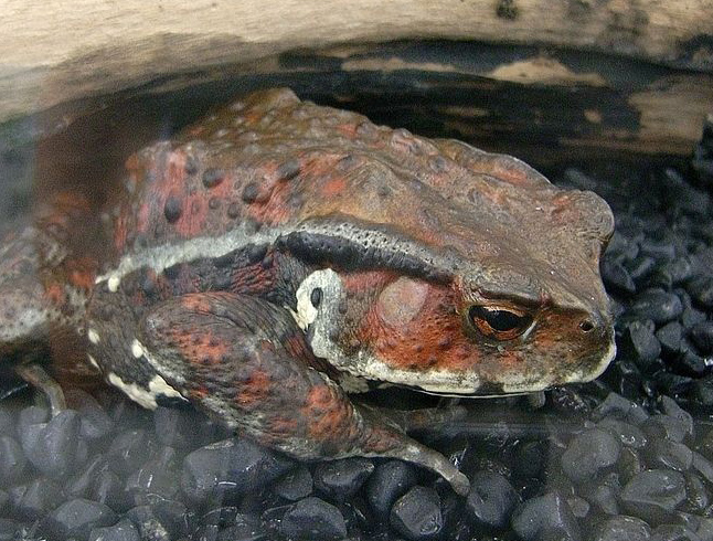 File:Bufo japonicus formosus crop.jpg