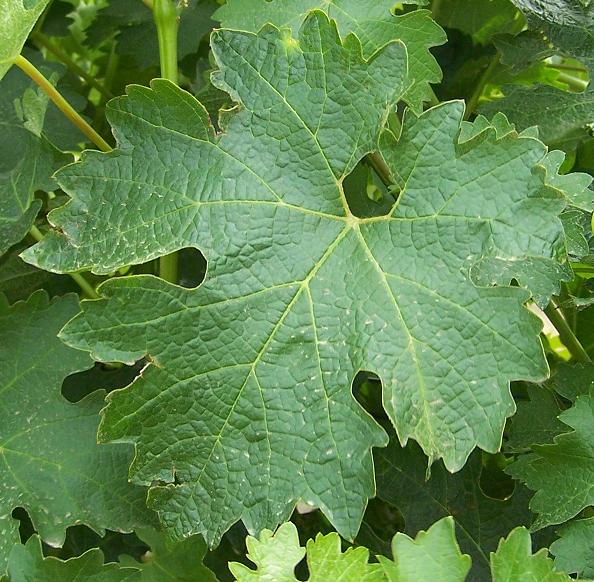 File:Cab sauvignon leaf.JPG