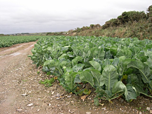 File:Cabbages - geograph.org.uk - 346556.jpg