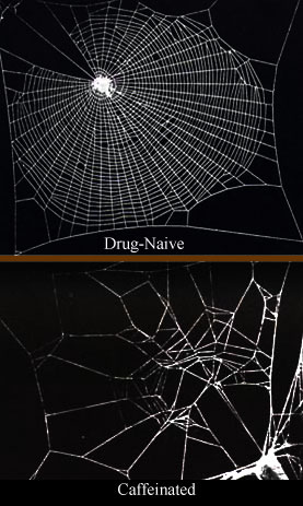 File:Caffeinated spiderwebs.jpg