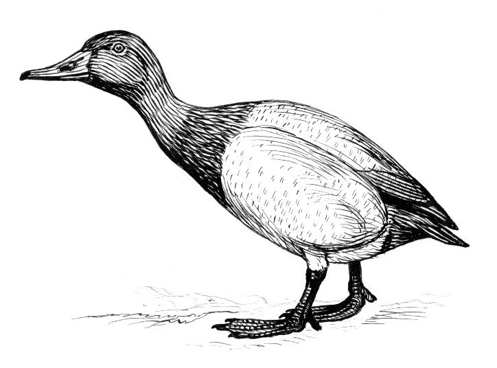 File:Canvasback (PSF).jpg