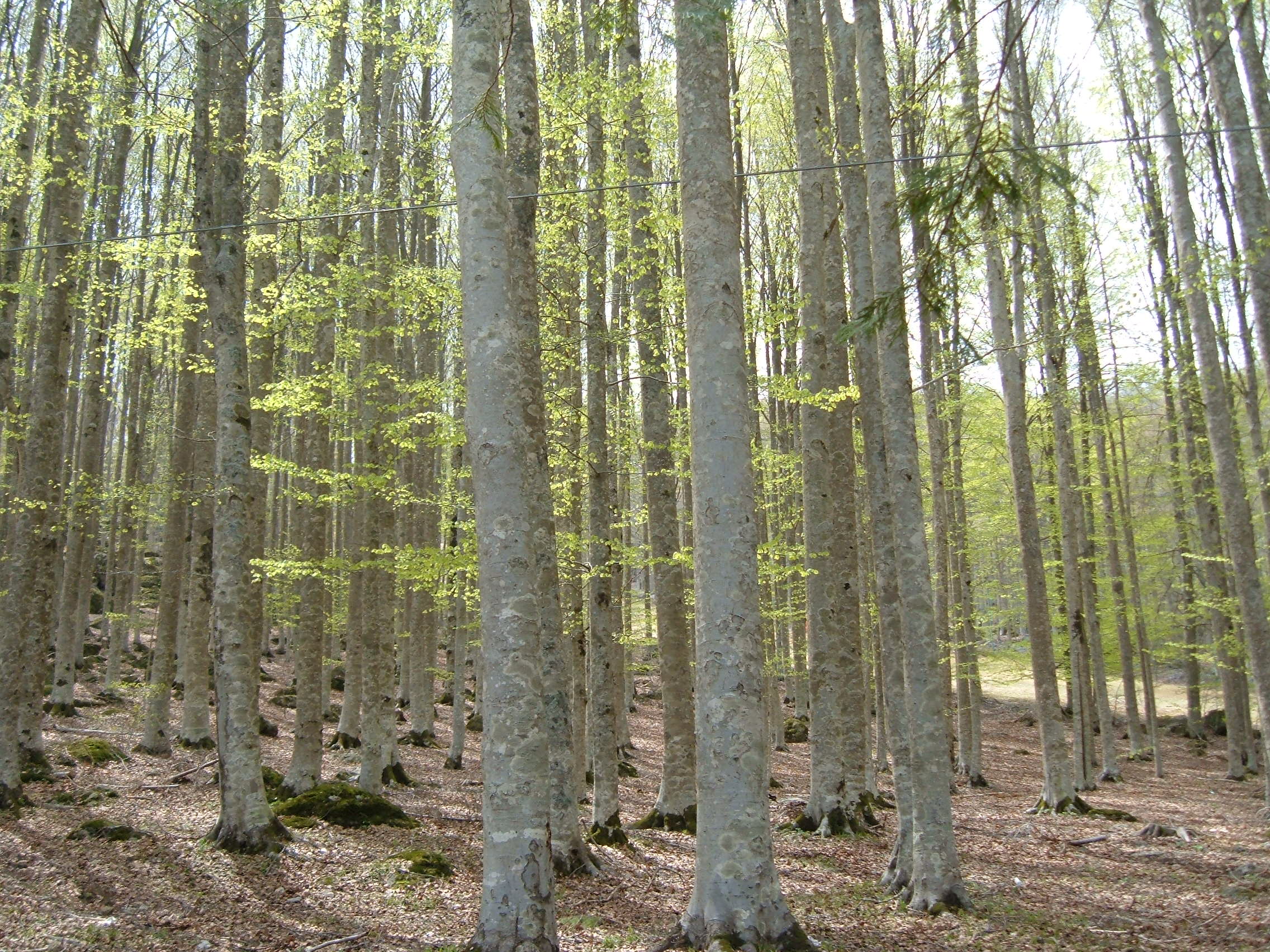 Foresta di faggio, Prato della Contessa