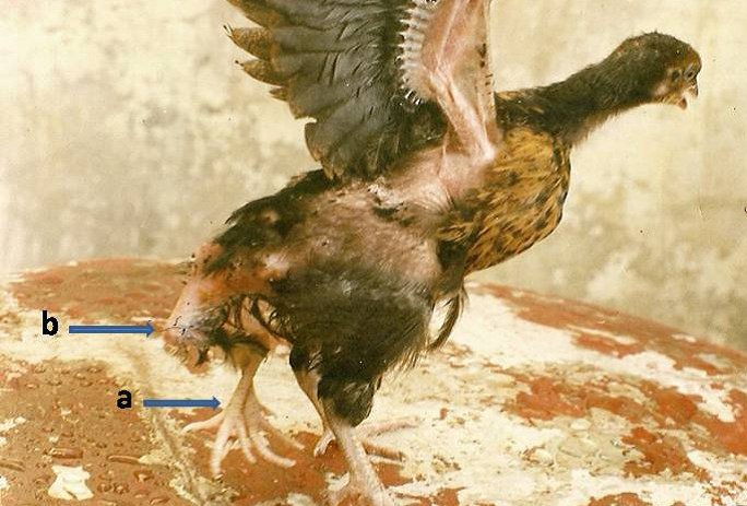 Chicken_with_polymelia.png