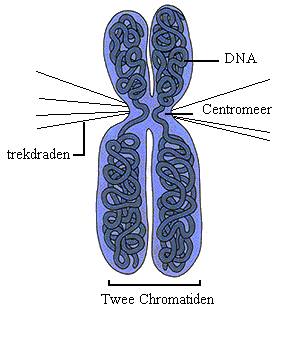 File:Chromatiden.png