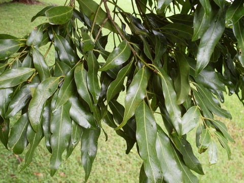 File:Cinnamomum oliveri - leaves Foxground.JPG