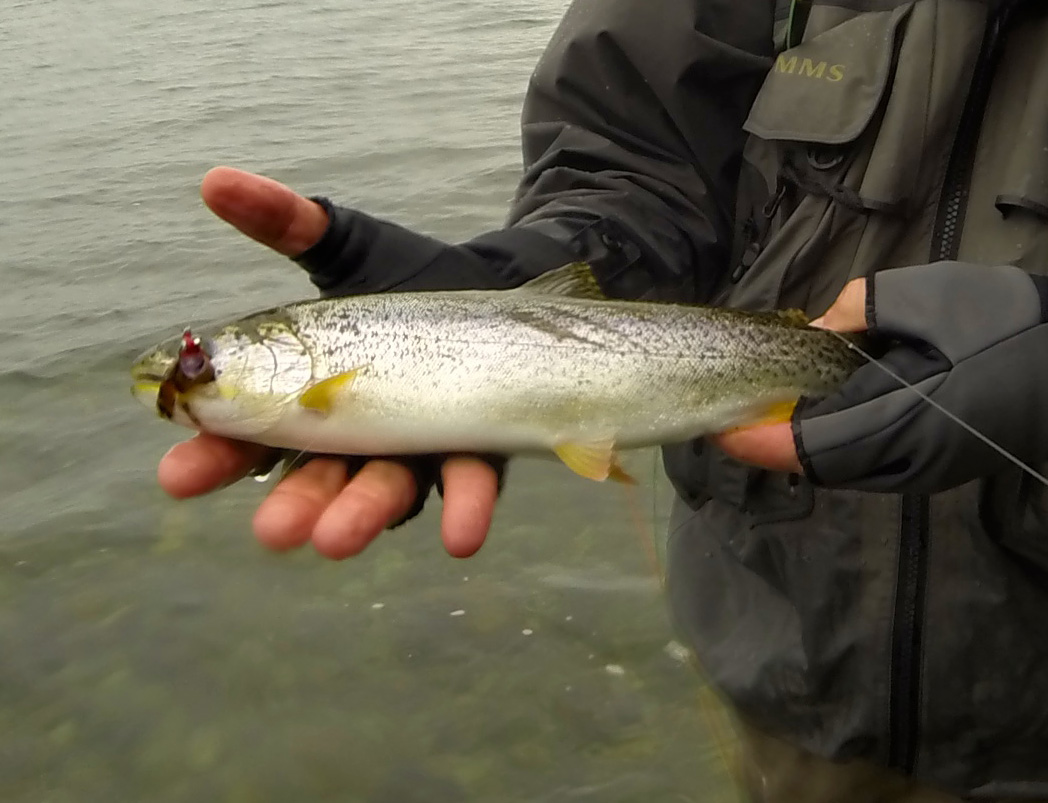 Coastal cutthroat trout - Wikipedia