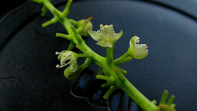 File:Coccoloba oblonga Lindau - Flickr - Alex Popovkin, Bahia, Brazil (1).jpg