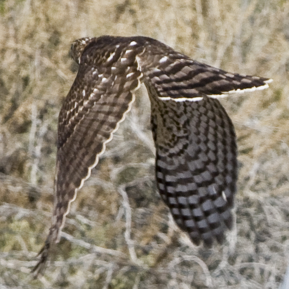 File:Coopers-hawk 04x.jpg