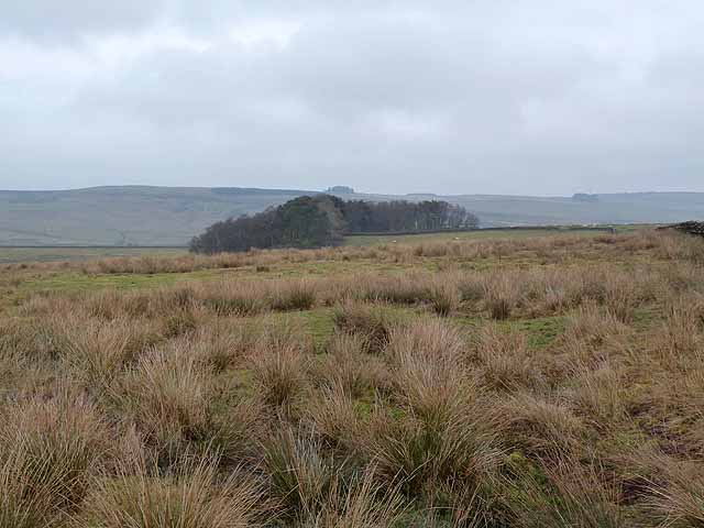 File:Copse on Buteland Fell - geograph.org.uk - 2253187.jpg