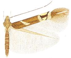 <i>Cosmopterix nitens</i> Species of moth