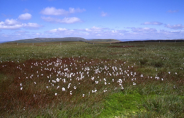 Cotton grass on summit of Gragareth - geograph.org.uk - 958331