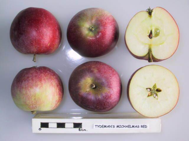File:Cross section of Tydeman's Michaelmas Red, National Fruit Collection (acc. 1943-016).jpg