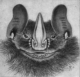 The average adult weight of a Silver fruit-eating bat is 12 grams (0.03 lbs)