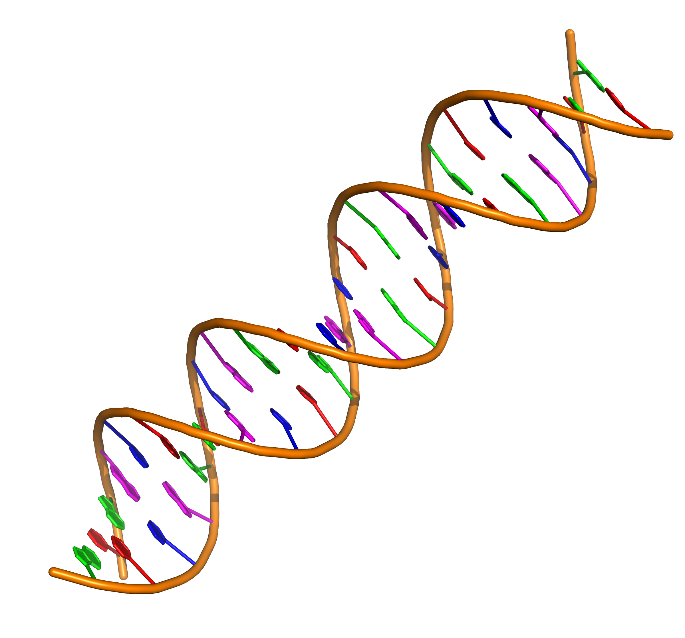 Nucleic Acid Double Helix Wikipedia