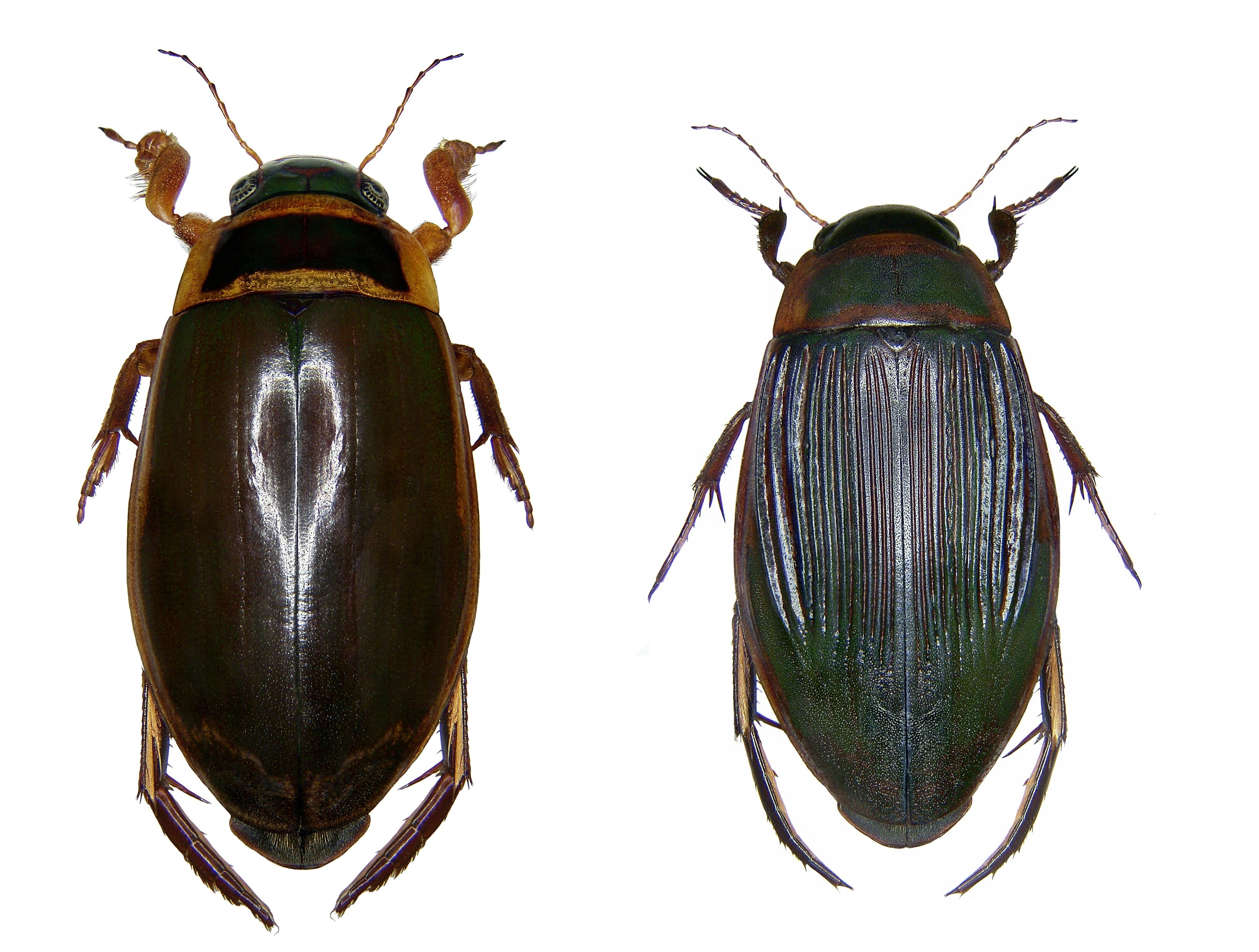 Dytiscus marginalis male-female