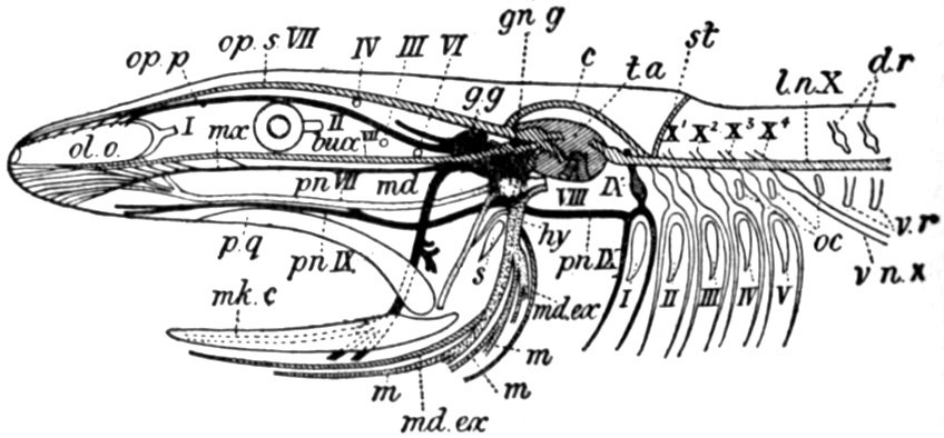 File:Mandibular nerve 3.jpg - Wikipedia