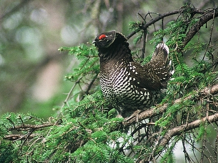 File:Falcipennis falcipennis displaying (cropped).jpg