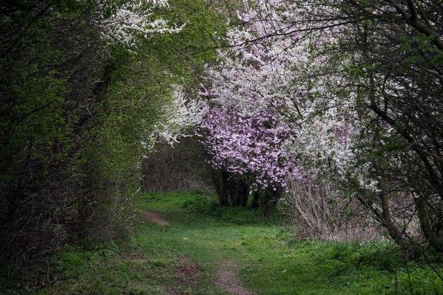 File:Footpath in Barrow Hills - geograph.org.uk - 1232458.jpg