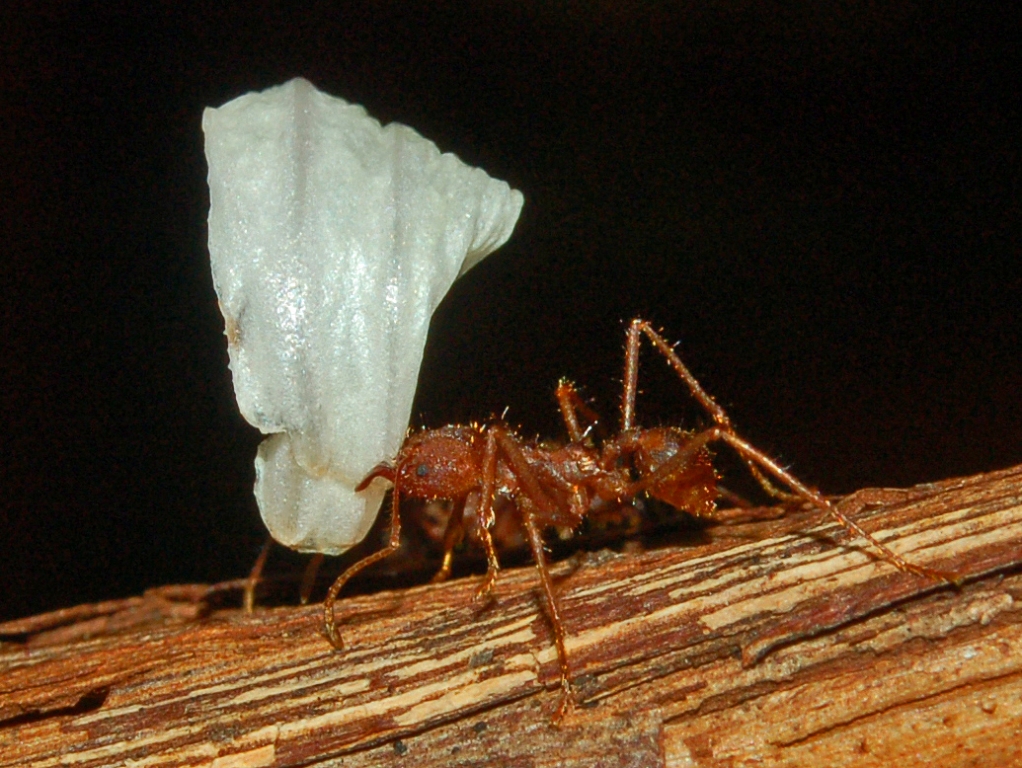 Formicidae - Wikipedia, la enciclopedia libre