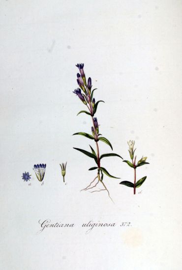 File:Gentiana uliginosa.jpg