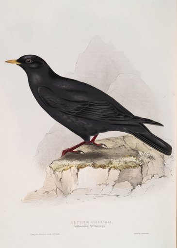 File:Gould alpine chough.jpg