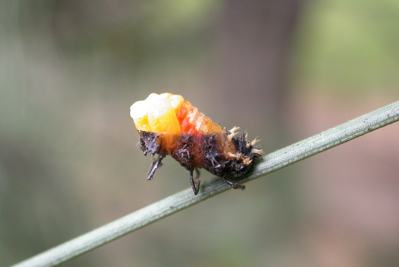 File:Harmonia axyridis Pupation 3 (2127212355).jpg