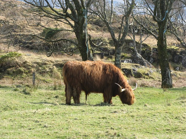 File:Highland Bull - geograph.org.uk - 405067.jpg