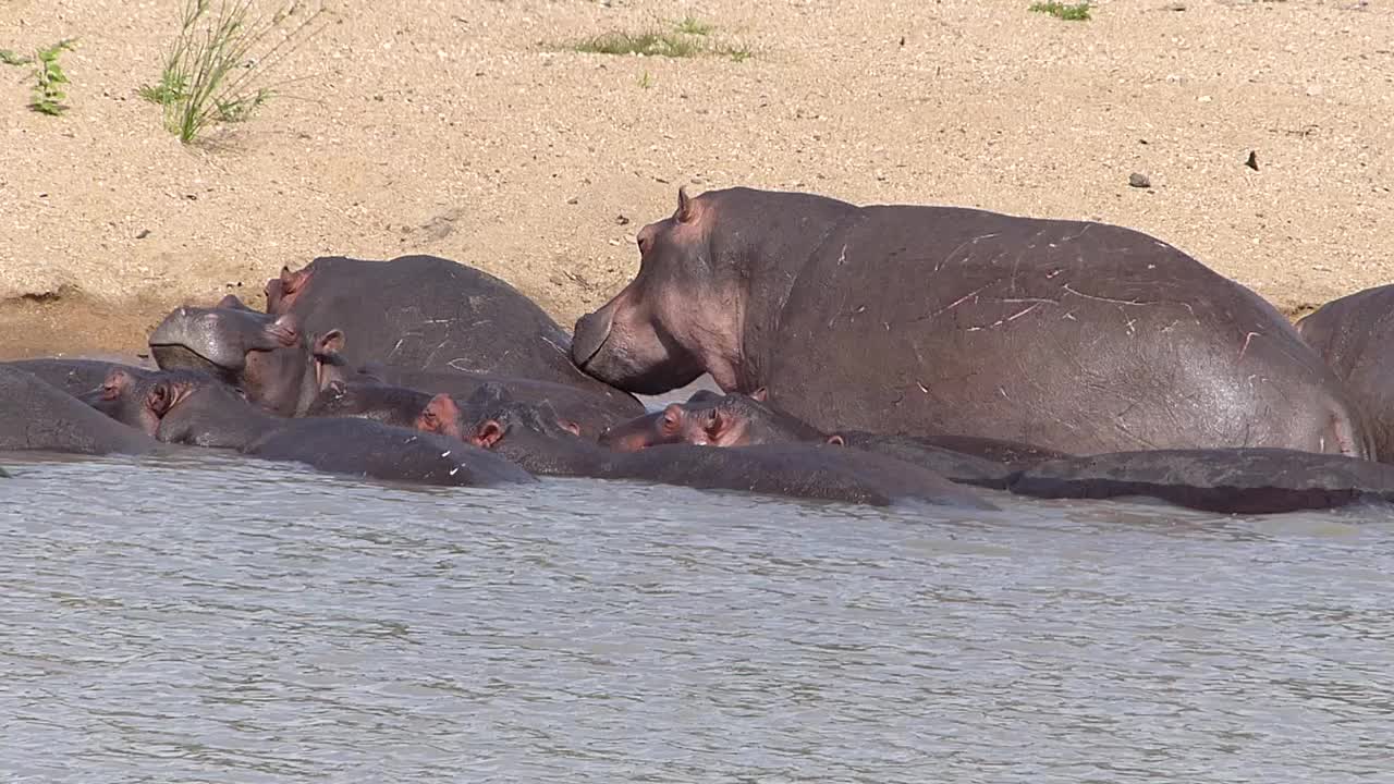 Hippos (Hippopotamus amphibius) (13967412533).jpg