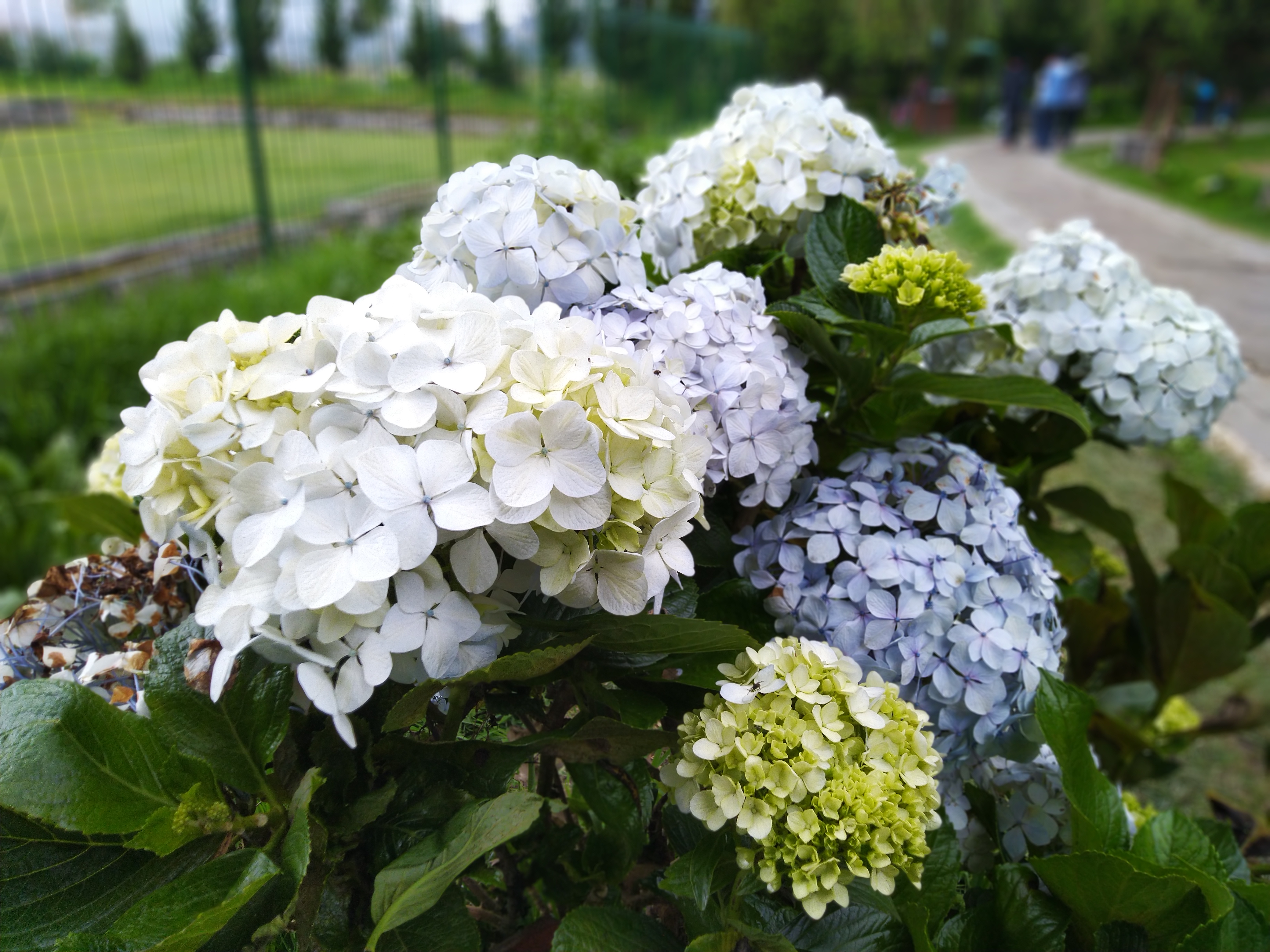 File:Hydrangea macrophylla  - Wikimedia Commons