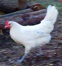 File:Icelandic Chicken hen, age 12 months.jpg