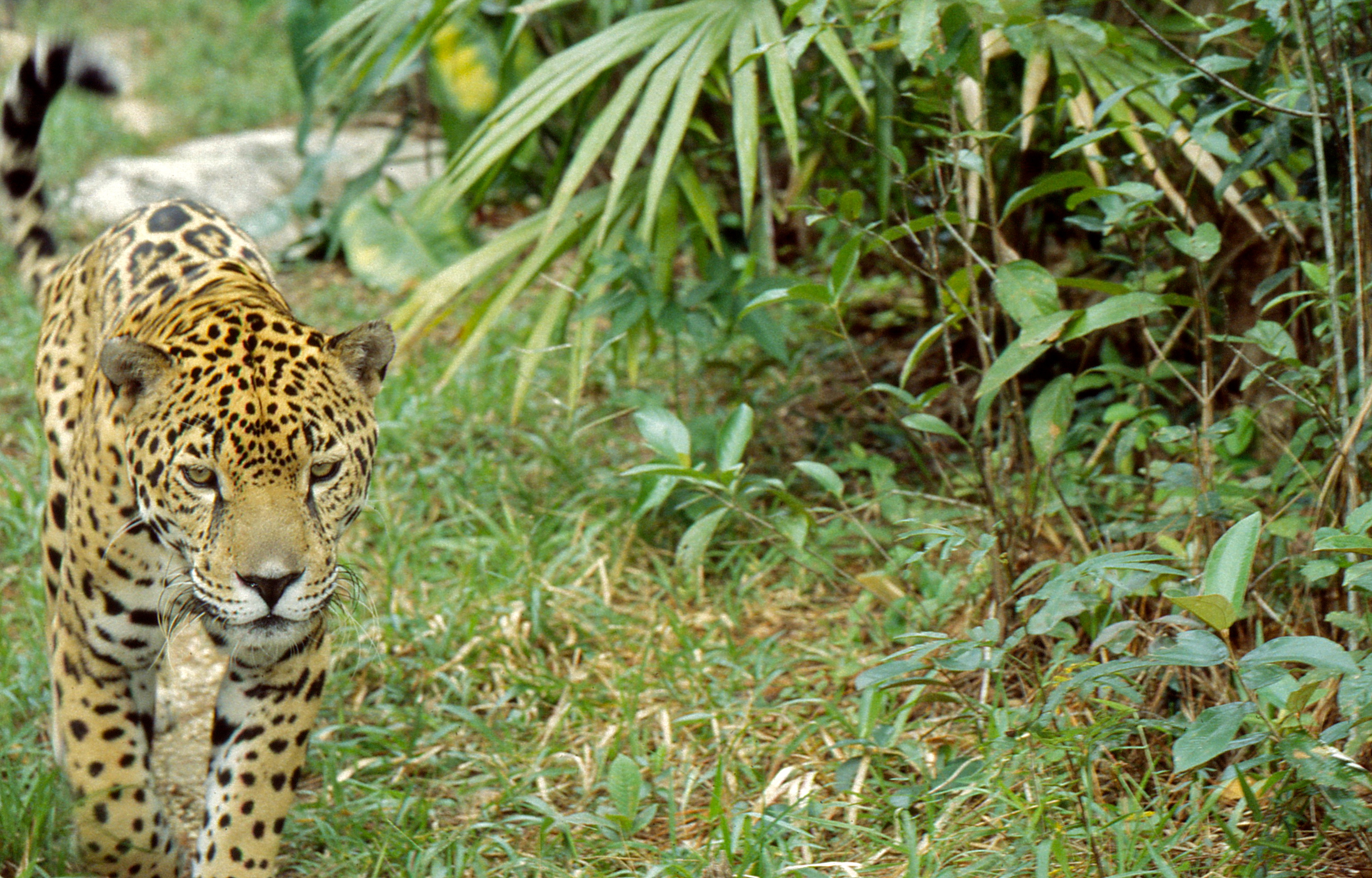 Jaguar (Panthera onca) (22279758251).jpg